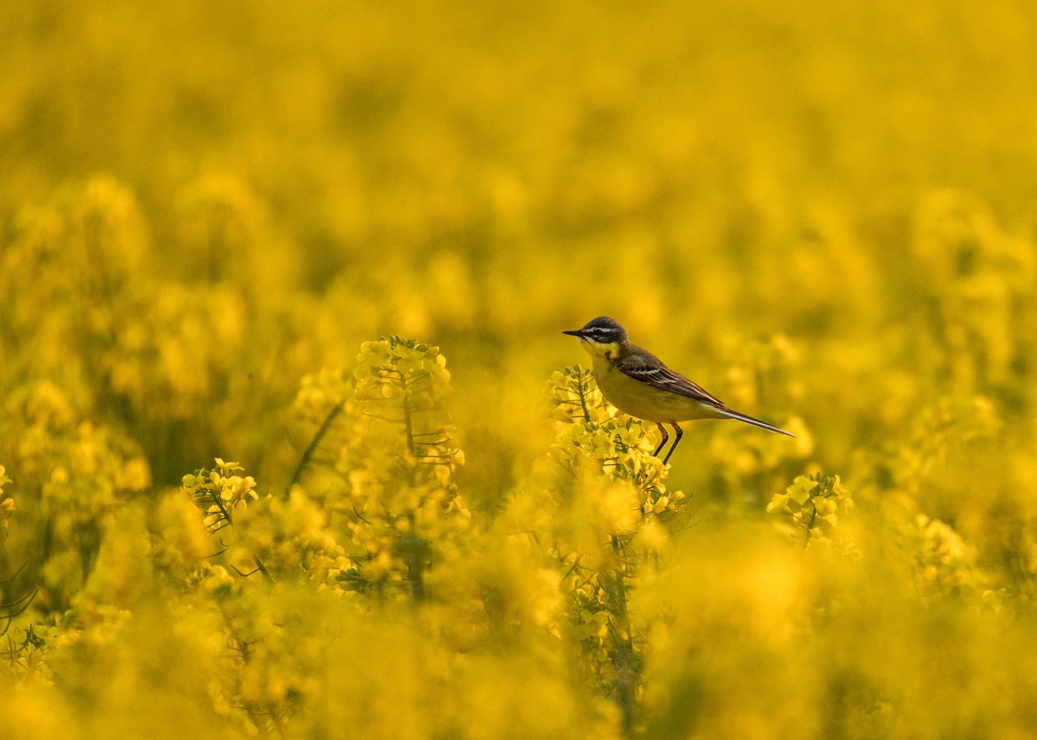 Schafstelze im Rapsfeld Wagtail (Motacilla flava)